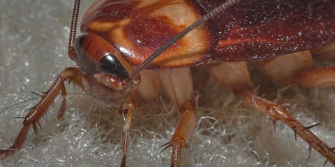 card image for crawling insects article