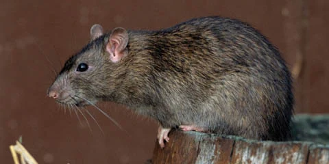 card image for rodents article.