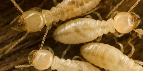 card image for termites article.