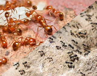 image of Red and Black Ants swarming.