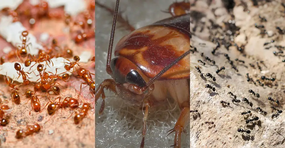 main article image for Crwaling Insects.