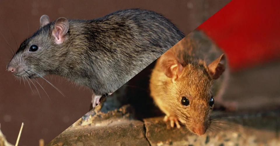 main article image for Rodents.