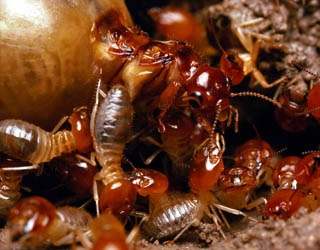 Image of a queen termite with soldiers and workers.