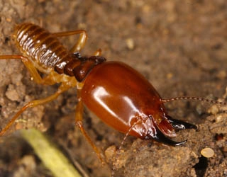 Image of a worker termite.
