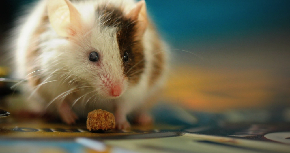 card image for Itegrated Pest Management services.